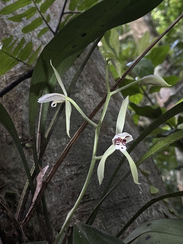 Cymbidium lancifolium iNat (3)