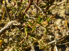 Marasmodes fasciculata