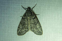 Smyriodes trigramma