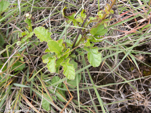 Coega Sage (Salvia obtusata)