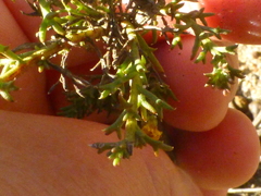 Marasmodes fasciculata