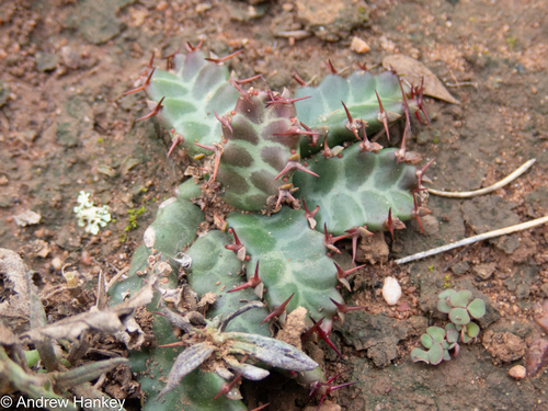 Euphorbia stellata, photograph 3