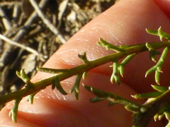 Marasmodes fasciculata