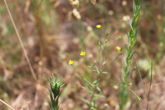 Linum trigynum