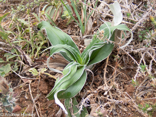 Hypoxis stellipilis (Hypoxis stellipilis)