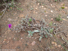 Trichodiadema intonsum, photograph (c) Andrew Hankey, some rights reserved (CC BY-SA)