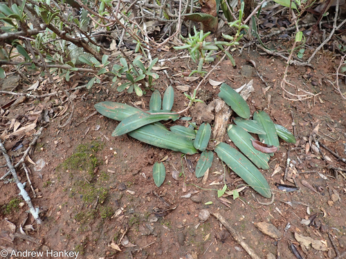 Drimia haworthioides (Drimia haworthioides)