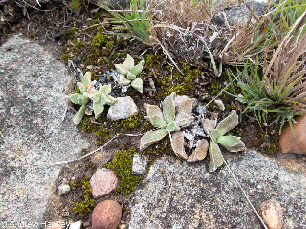 Rhombophyllum rhomboideum; photograph (c) Andrew Hankey, some rights reserved (CC BY-SA)
