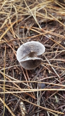 Tricholoma virgatum