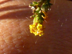 Marasmodes fasciculata