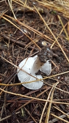 Tricholoma virgatum