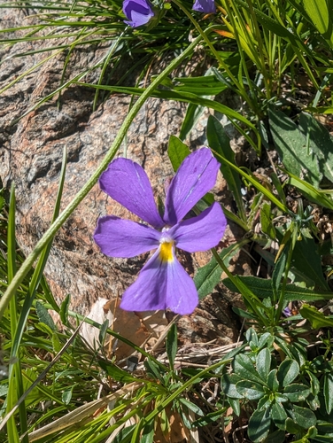 Image of Viola bertolonii by (c) Quinn Shemet, some rights reserved (CC BY)