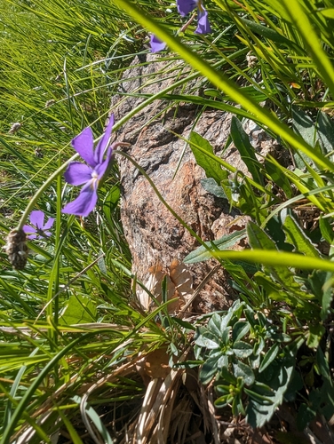 Image of Viola bertolonii by (c) Quinn Shemet, some rights reserved (CC BY)