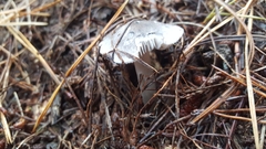 Tricholoma virgatum