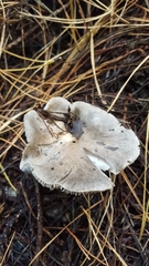 Tricholoma virgatum