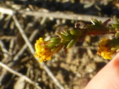 Marasmodes fasciculata
