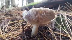 Tricholoma virgatum