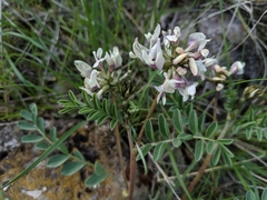 Astragalus cibarius