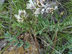 Astragalus cibarius