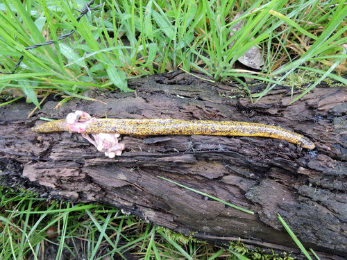 Epicrionops bicolor