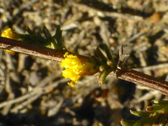 Marasmodes fasciculata
