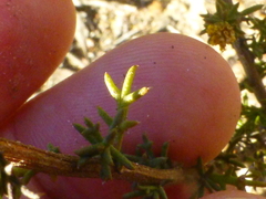 Marasmodes fasciculata