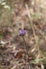 Allium acutiflorum