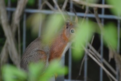 Sciurus vulgaris