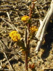 Marasmodes fasciculata