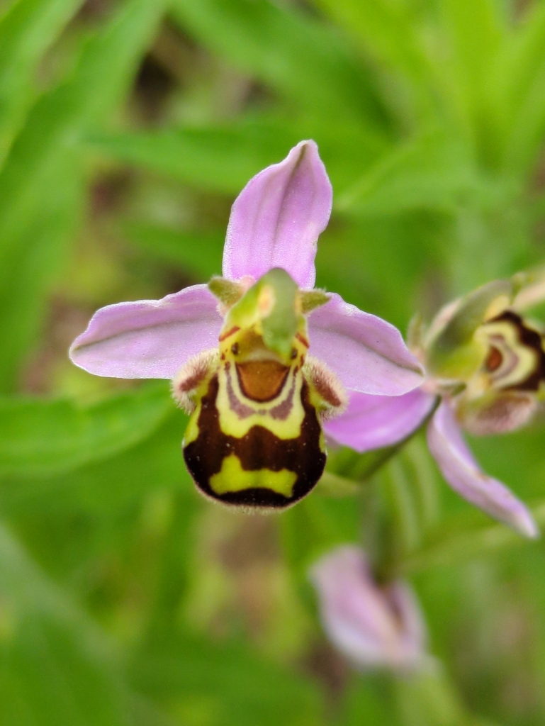 Ophrys apifera