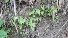 Adiantum philippense