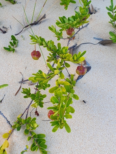 Neoroepera banksii observed 2024-05-25