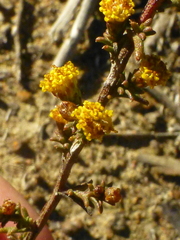 Marasmodes fasciculata