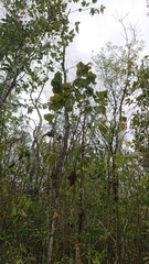 Coccoloba pubescens