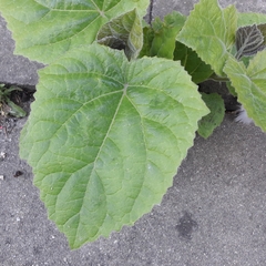 Magnoliopsida