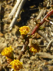 Marasmodes fasciculata