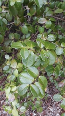 Myrcia citrifolia