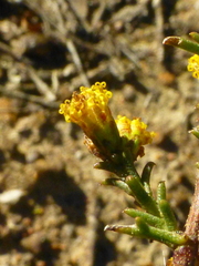 Marasmodes fasciculata
