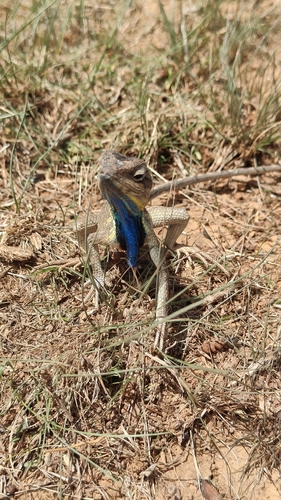 Superb Large Fan-throated Lizard