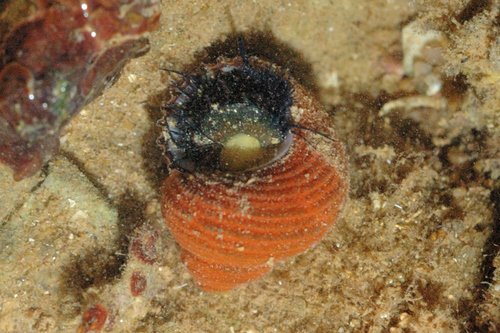 Euchelus atratus