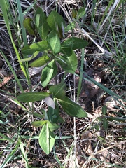 Lonicera caprifolium