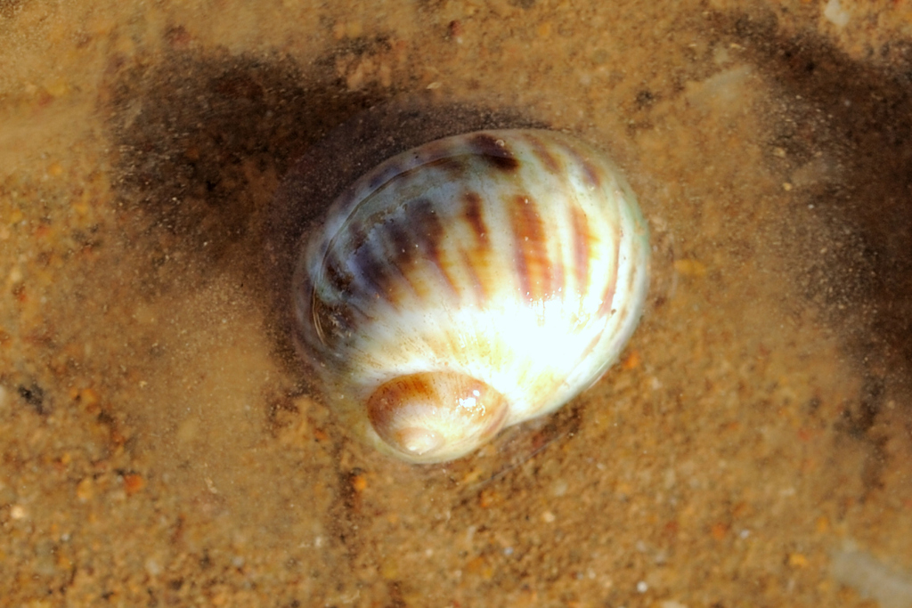 Moon Snails from Port Hedland on February 17, 2021 at 07:43 AM by ...