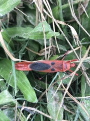 Macrocheraia grandis