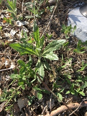 Cirsium arvense