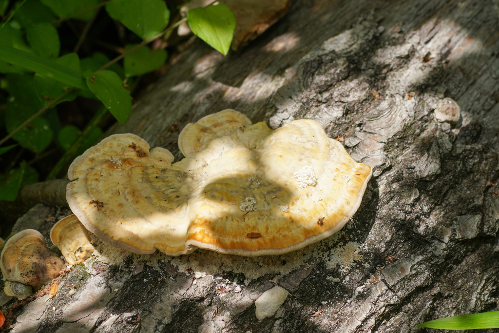 Trametes orientalis · May 2024 · photo: © tbc_watanabe (iNaturalist, cc-by)