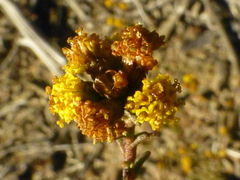 Marasmodes fasciculata