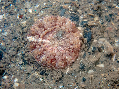 imperial anemone