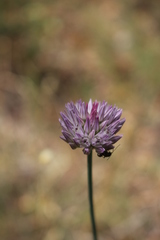 Allium acutiflorum