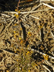 Marasmodes fasciculata
