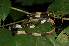 Cope's Snail-Eater photo 2